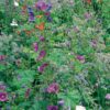 Rasendoktor Blumenmischung Schattenblüher