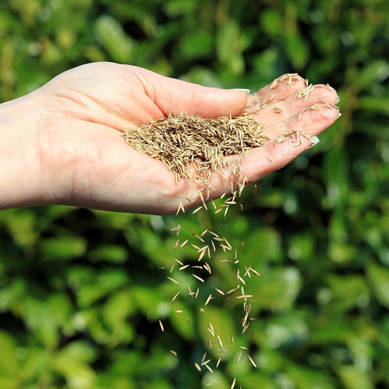 Rasen nachsäen: Tipps und Hinweise zur richtigen Nachsaat - Rasenpflege
