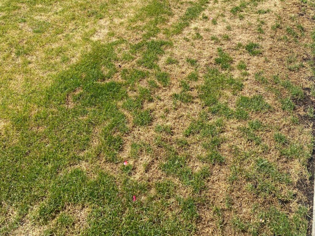 Braune Flecken im Rasen verursacht durch Trockenheit